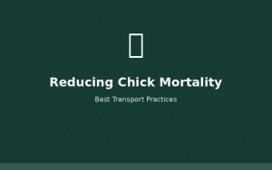 Reducing chick mortality during transport